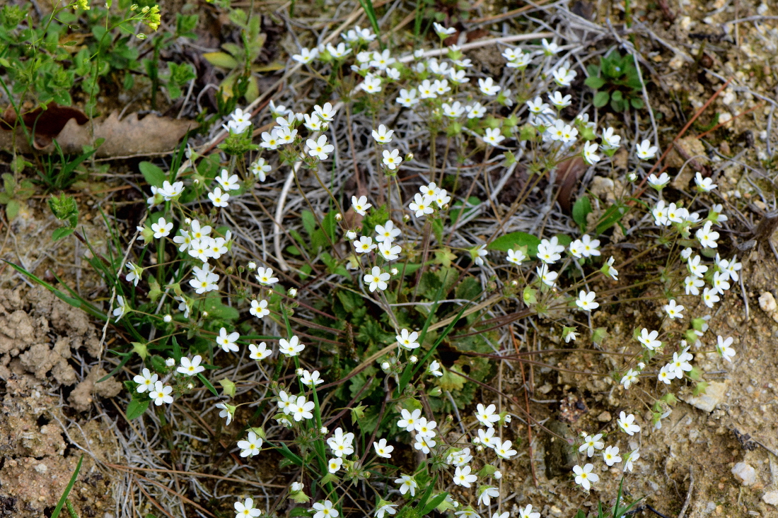 DSC_7392.JPG