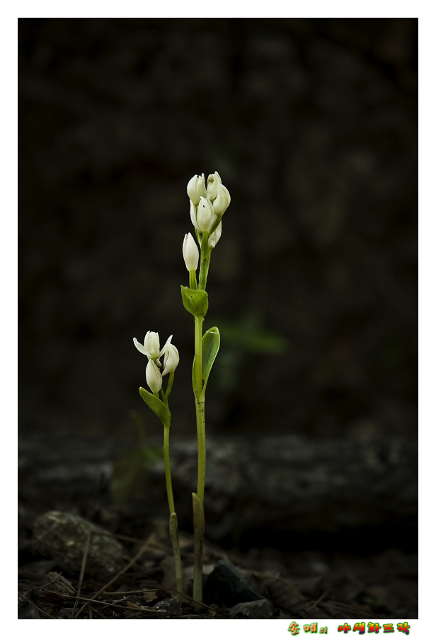 DSC_2506-1.jpg