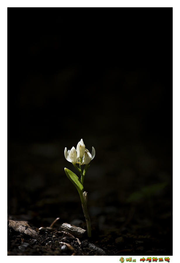 DSC_2512-1.jpg