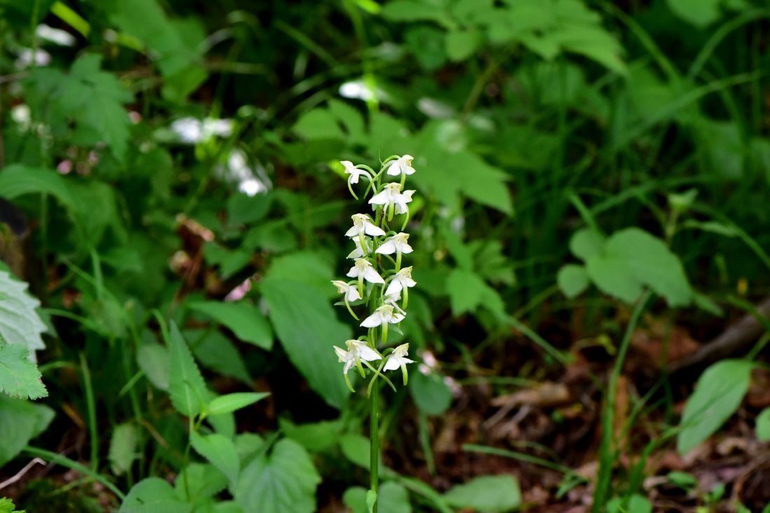 DSC_2294.JPG