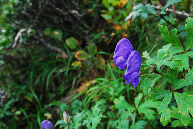 DSC_0149.jpg