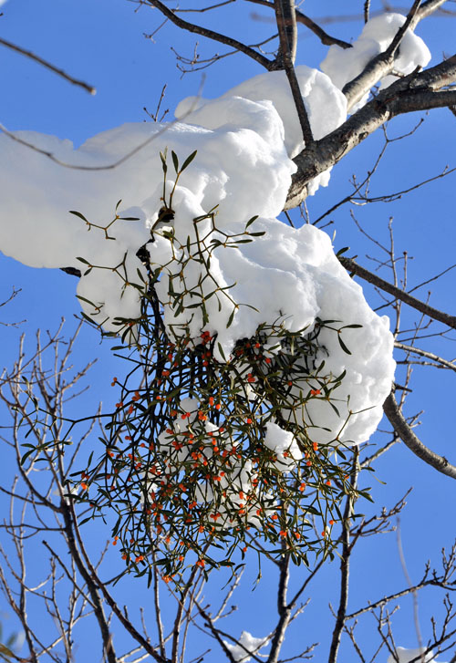 20110102_0149-1.jpg