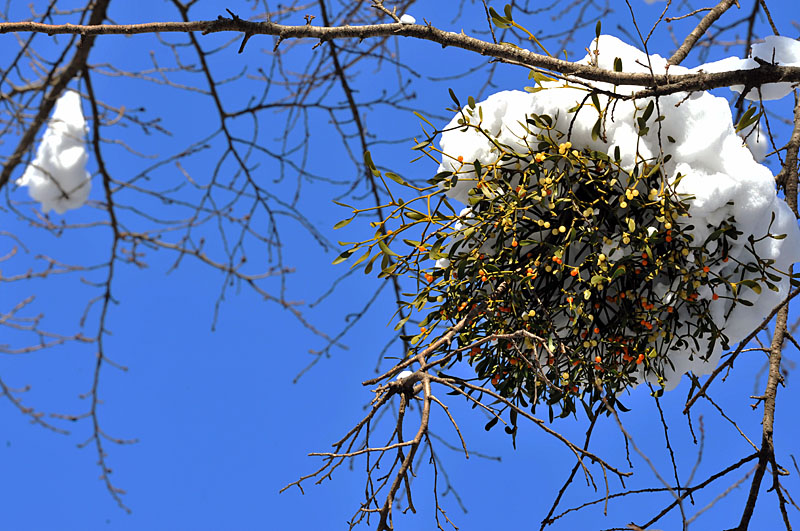 20110102_0039-1.jpg