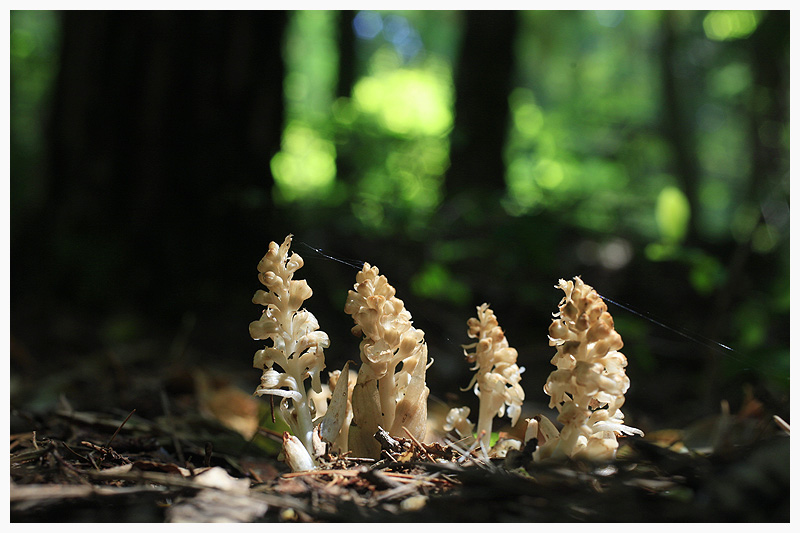 _MG_5811.jpg