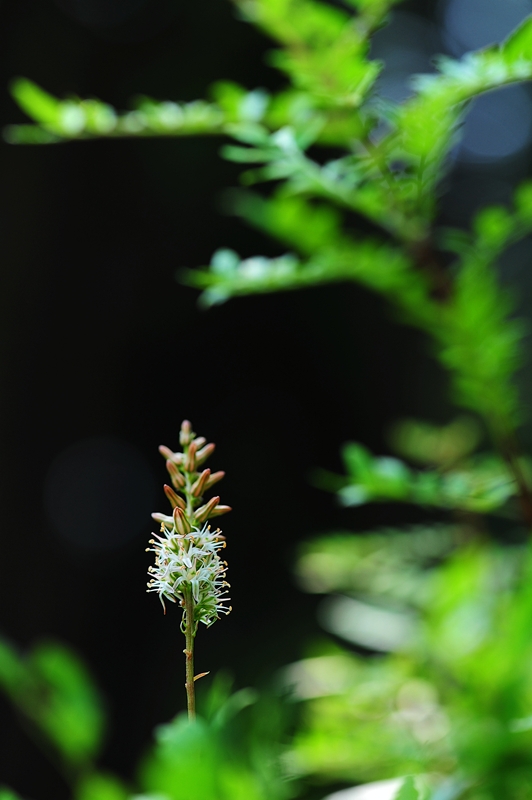 DSC_1001.JPG