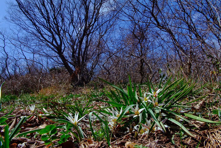 산자고02.jpg
