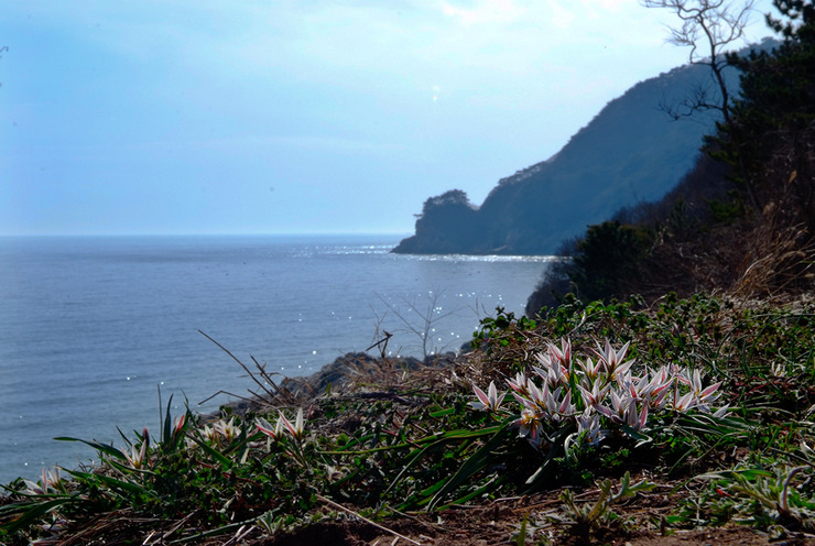 산자고03.jpg