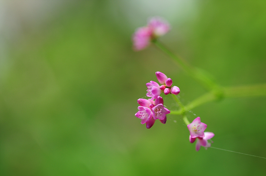 DSC_5996.jpg