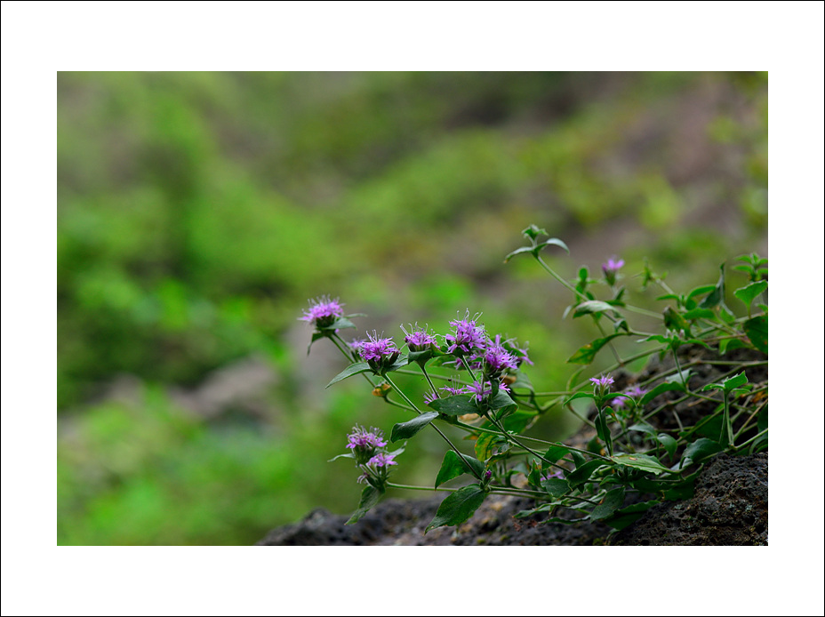 DSC_5115.jpg