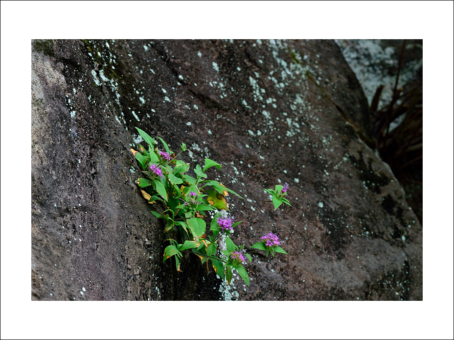 DSC_5071.jpg