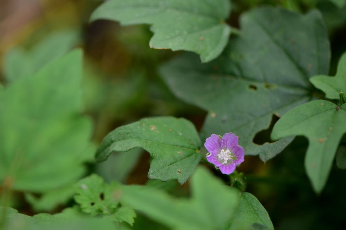 DSC_6075.JPG