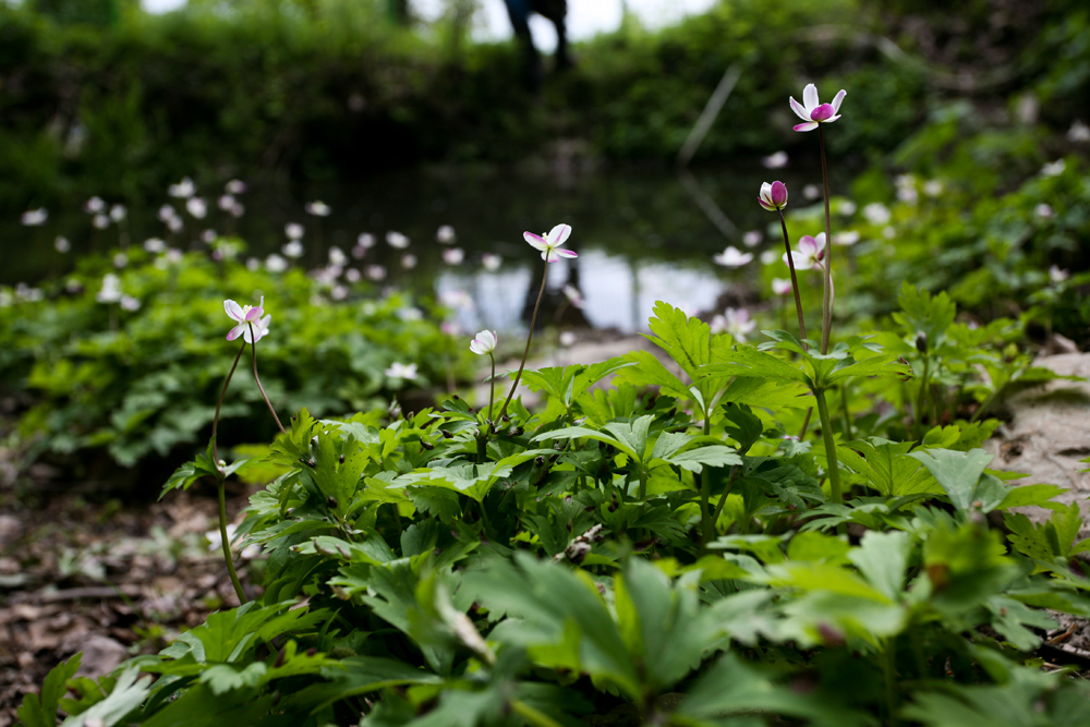 남방바람꽃3.jpg