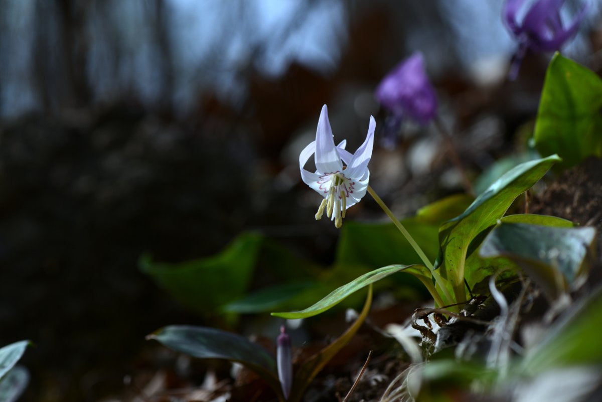 DSC_0783.JPG