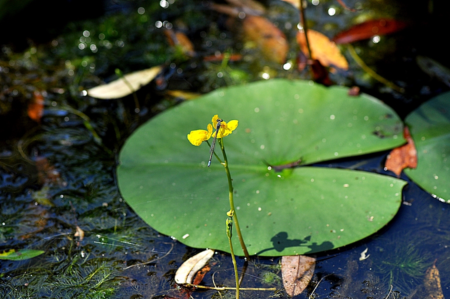 통발 (13).JPG