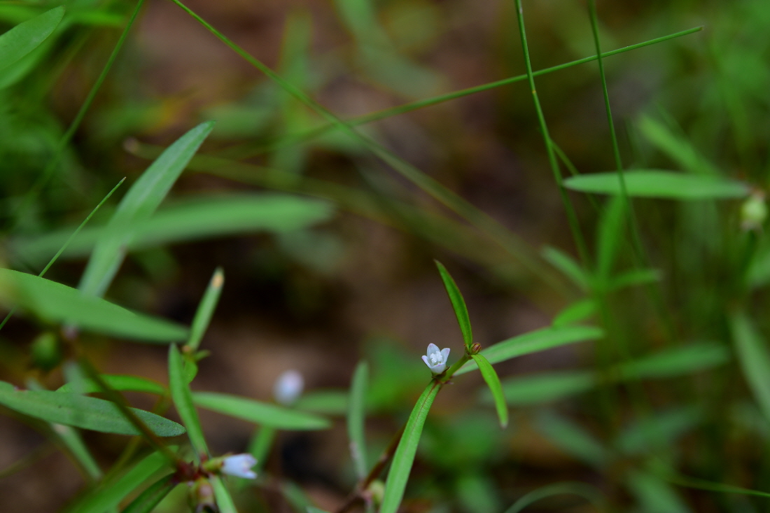 DSC_4410.JPG