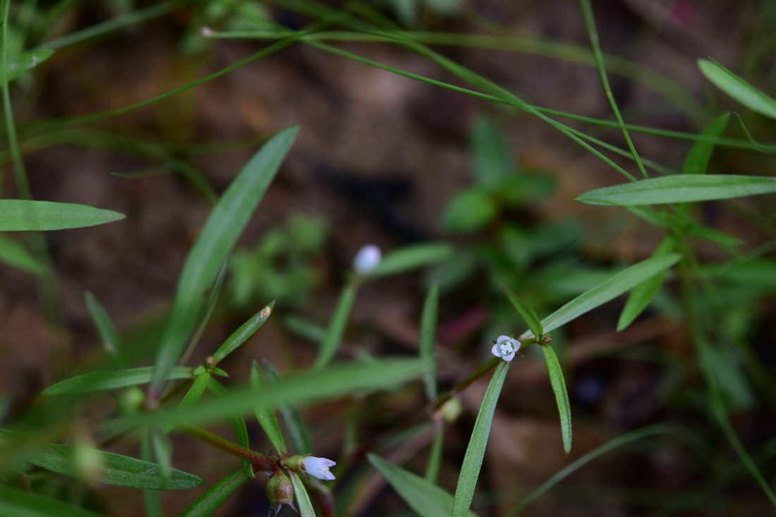 DSC_4419.JPG