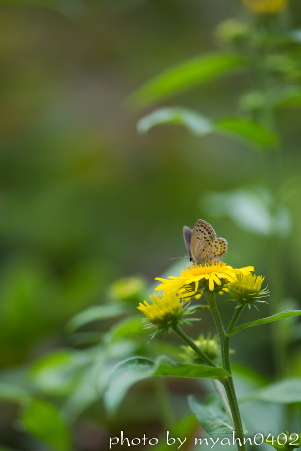 DSC_1582.jpg