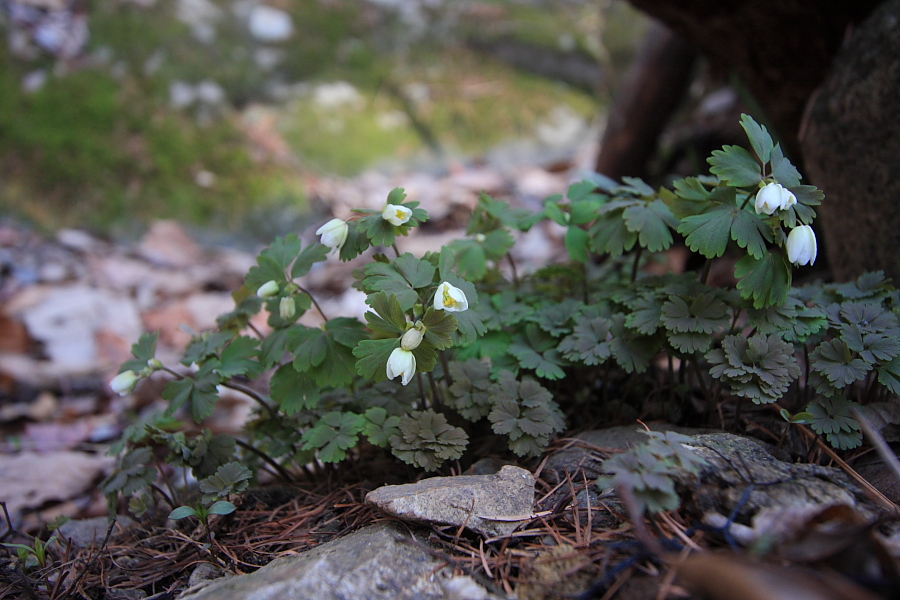 20100402_054.JPG