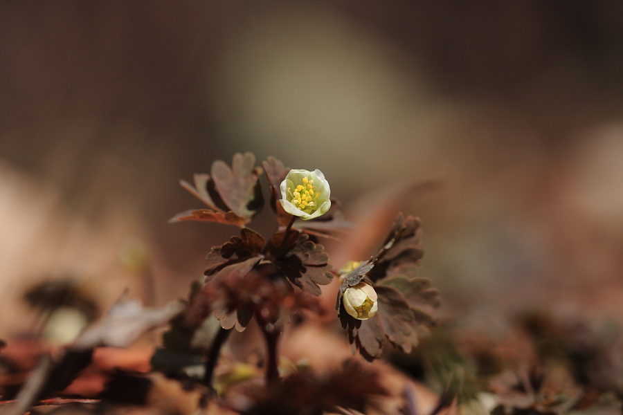 20100402_020.JPG