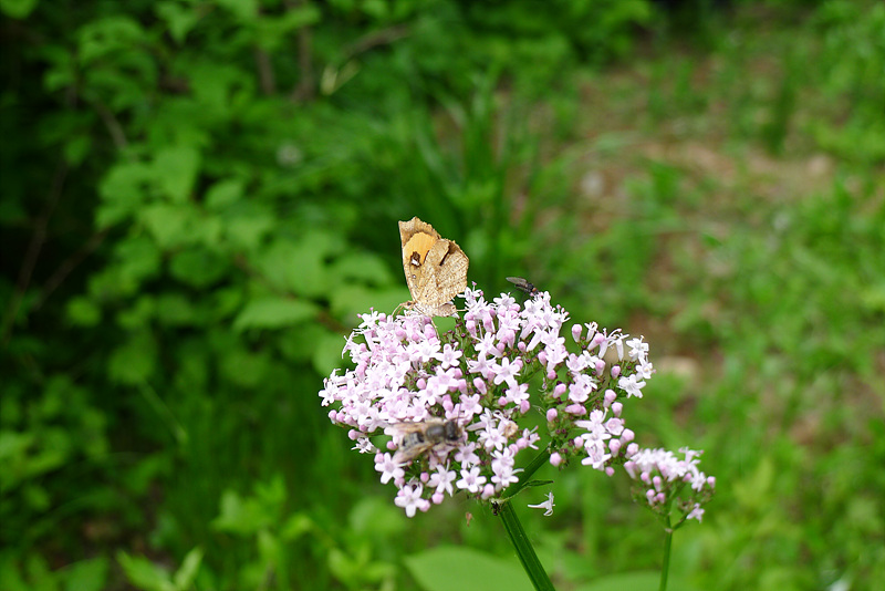 20120602-L1000450.jpg