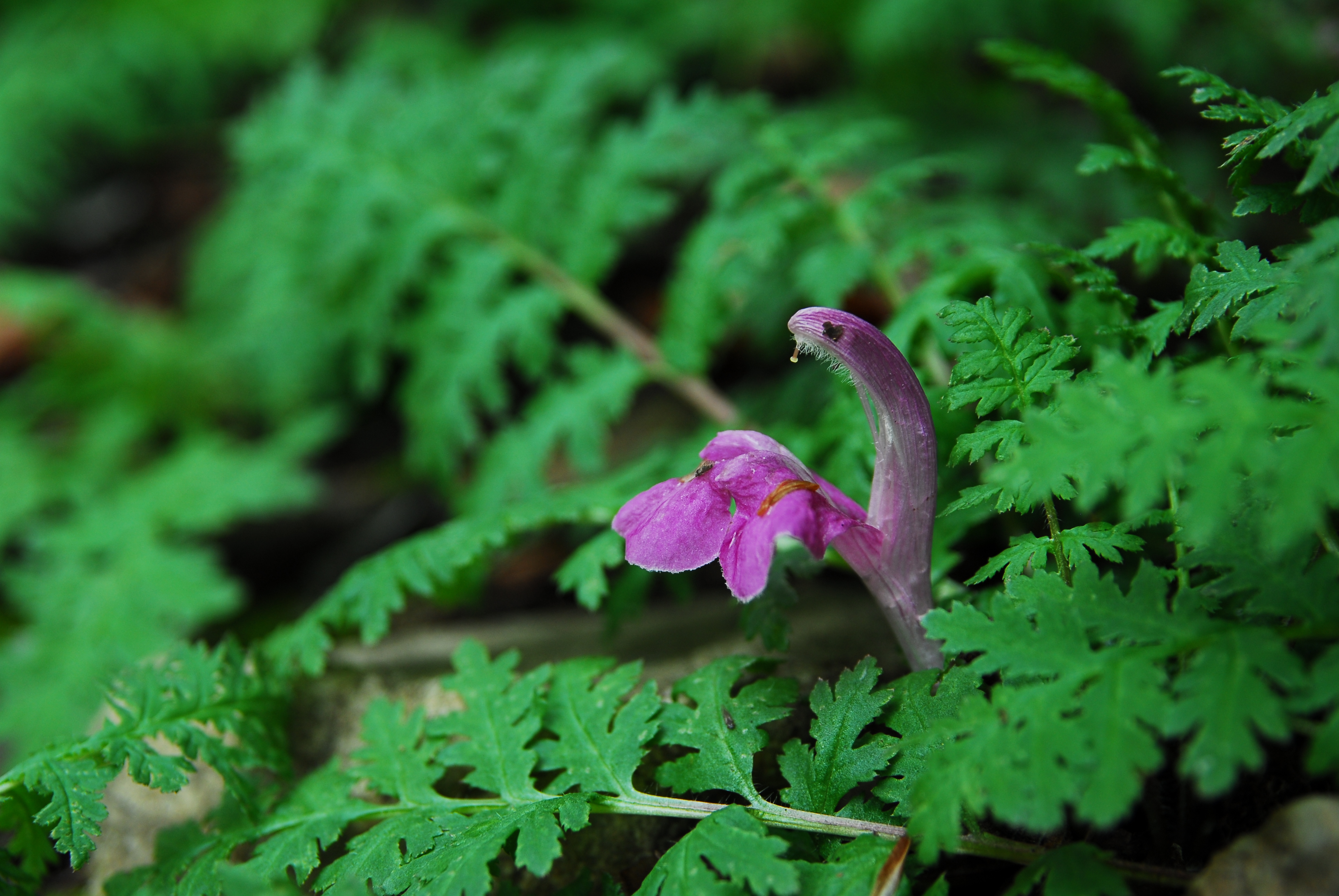 DSC_3232.JPG