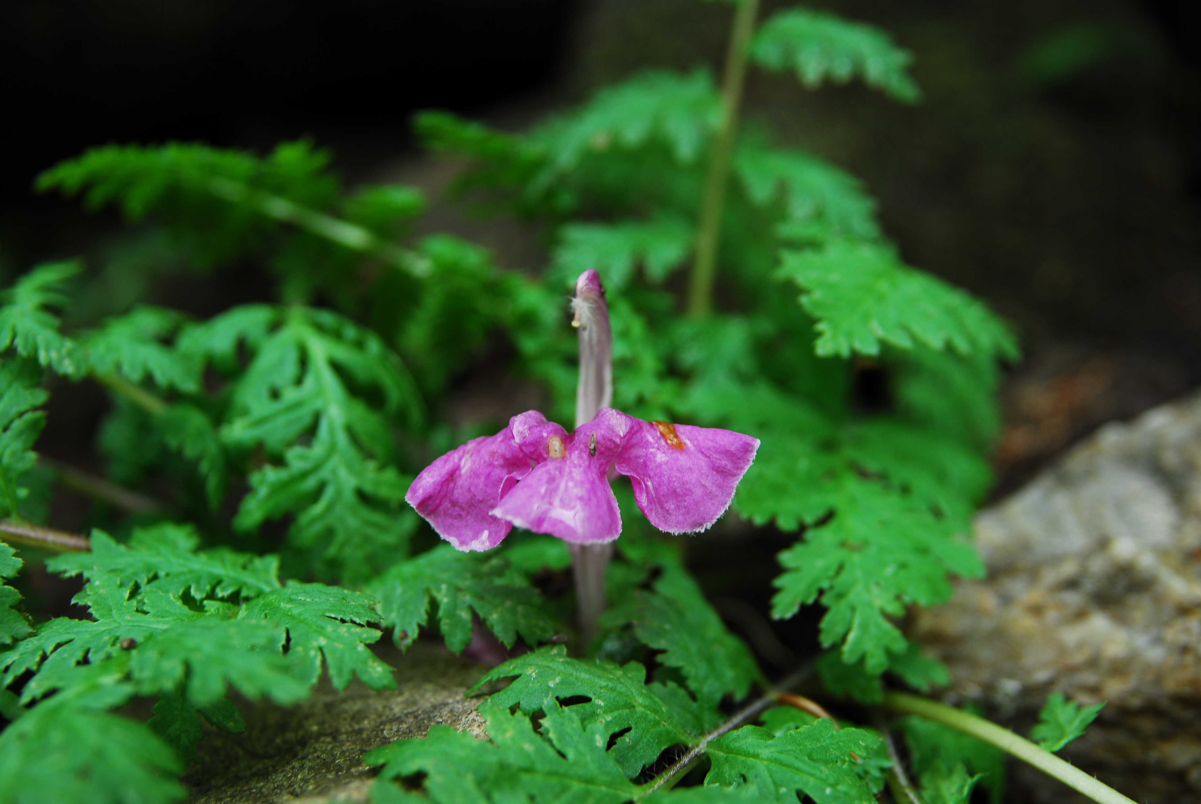 DSC_3253.JPG