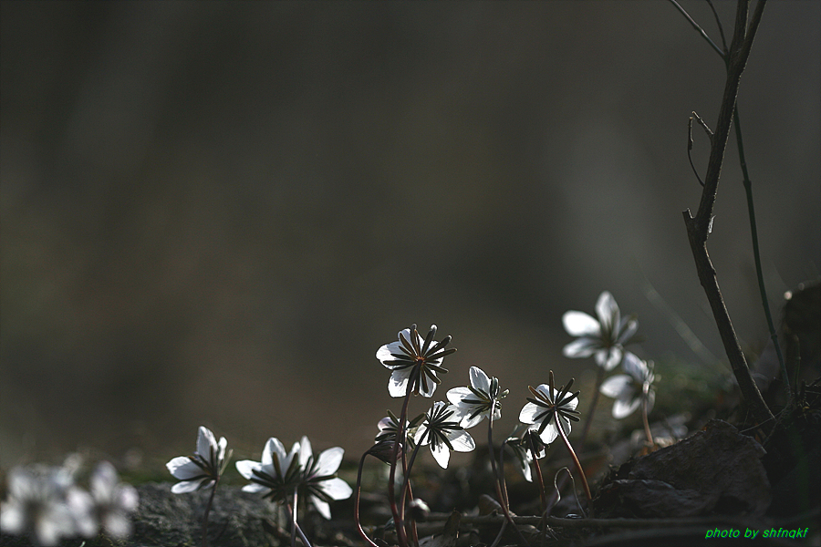변산바람꽃[서산]090301 (2).jpg