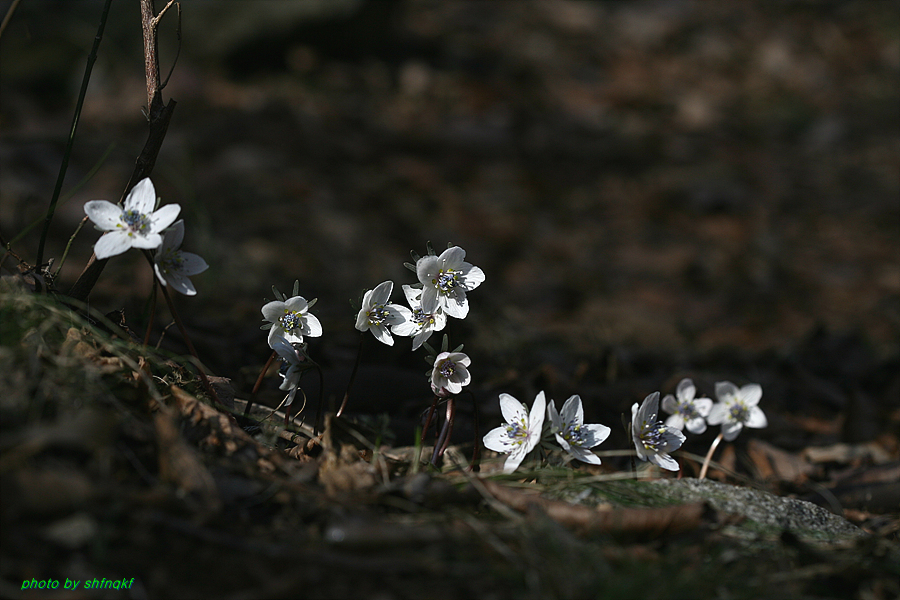 변산바람꽃[서산]090301 (3).jpg