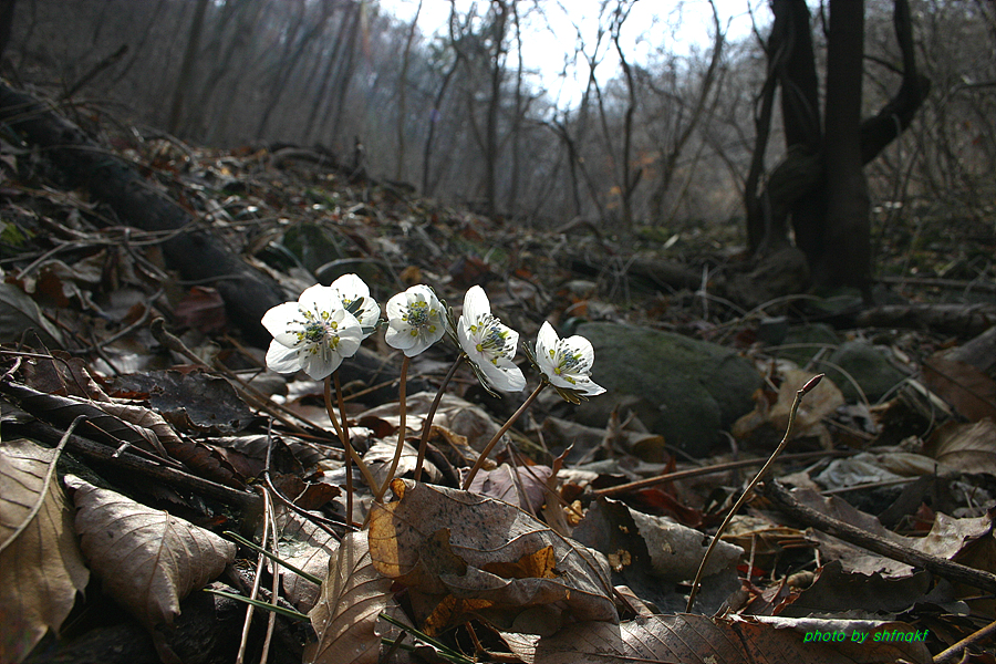 변산바람꽃[주포]090223b2.jpg