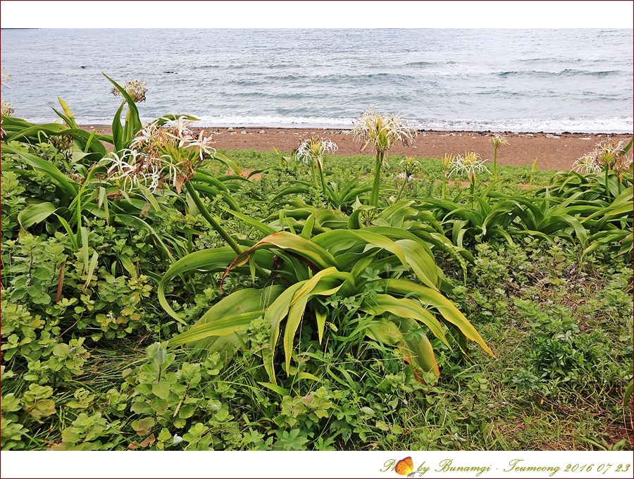 문주란성산일출봉_9237.jpg