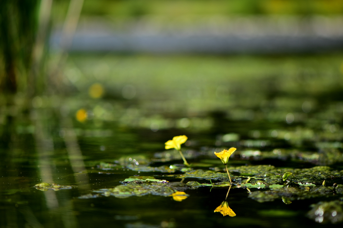 DSC_7173.JPG