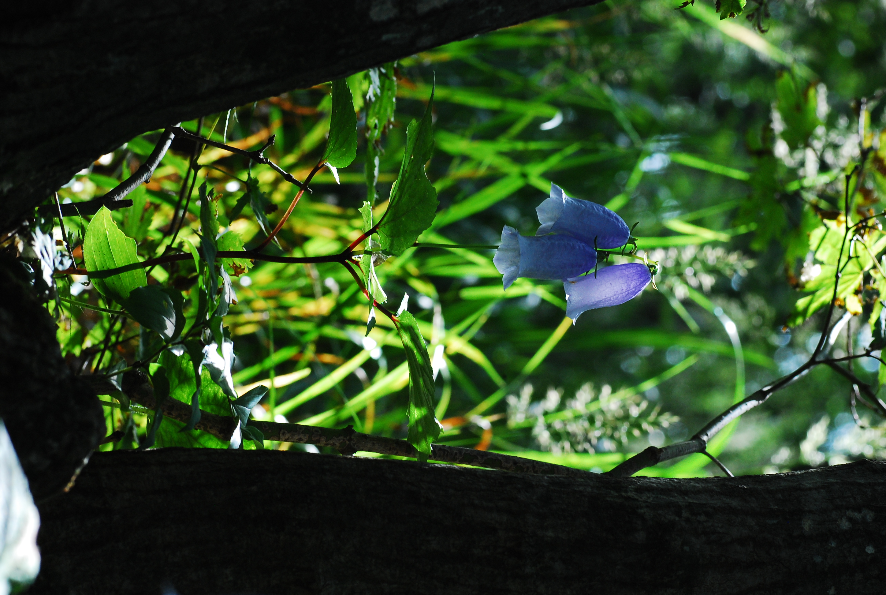 DSC_0098.JPG