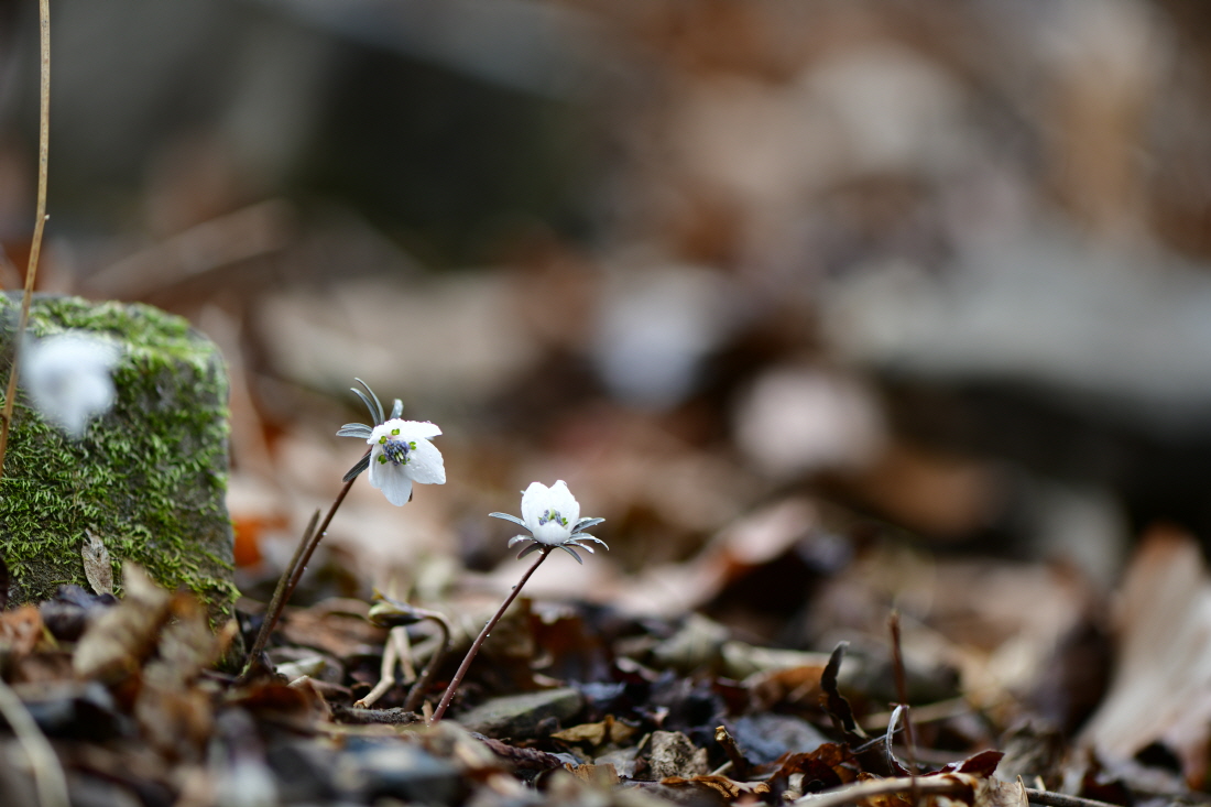 DSC_0165.JPG