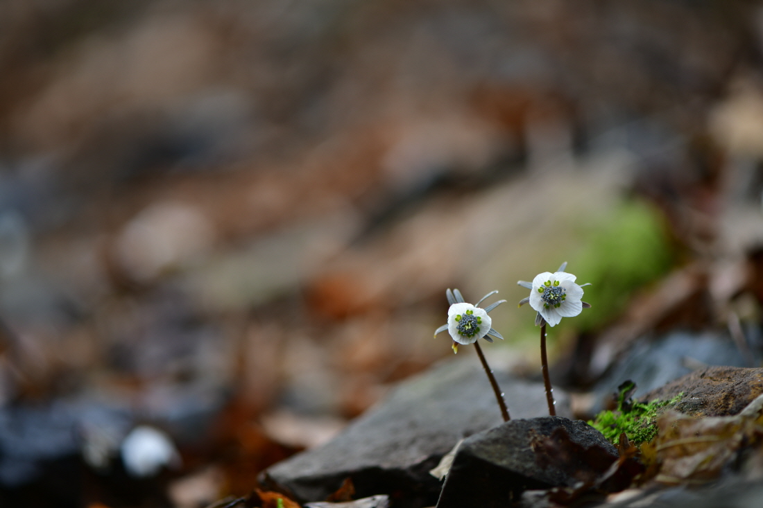 DSC_0183.JPG