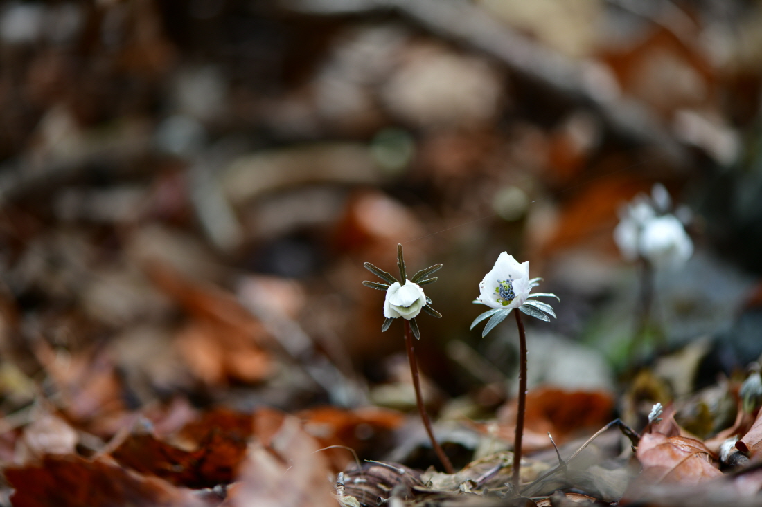 DSC_0176.JPG