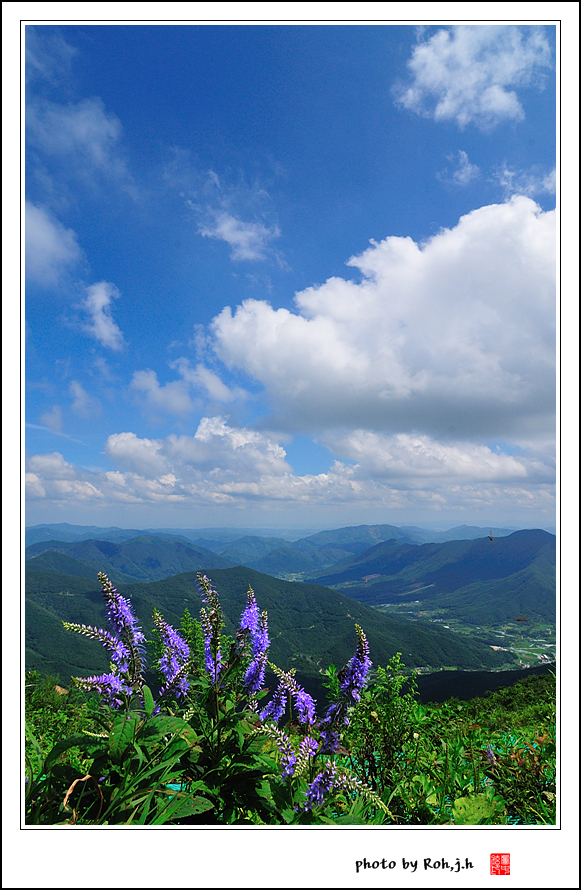 산꼬리풀_1798.jpg