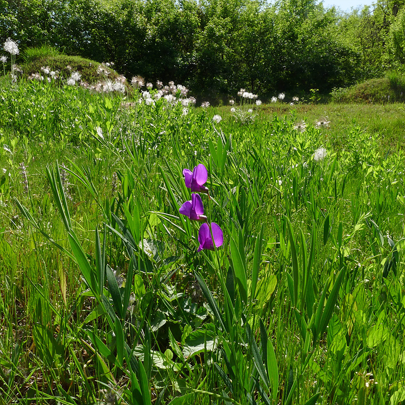 20130516-L1060994.jpg