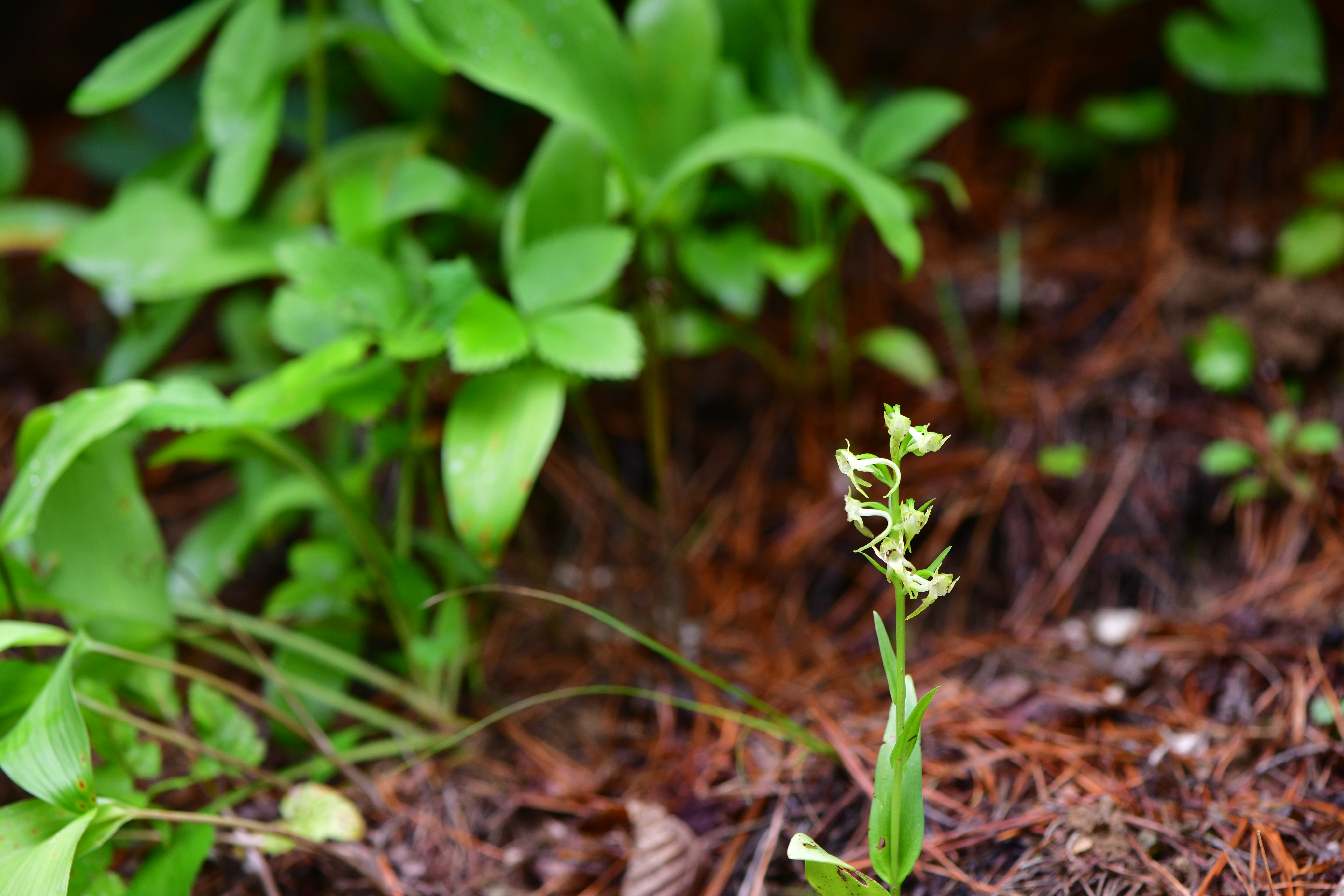 DSC_2128.JPG