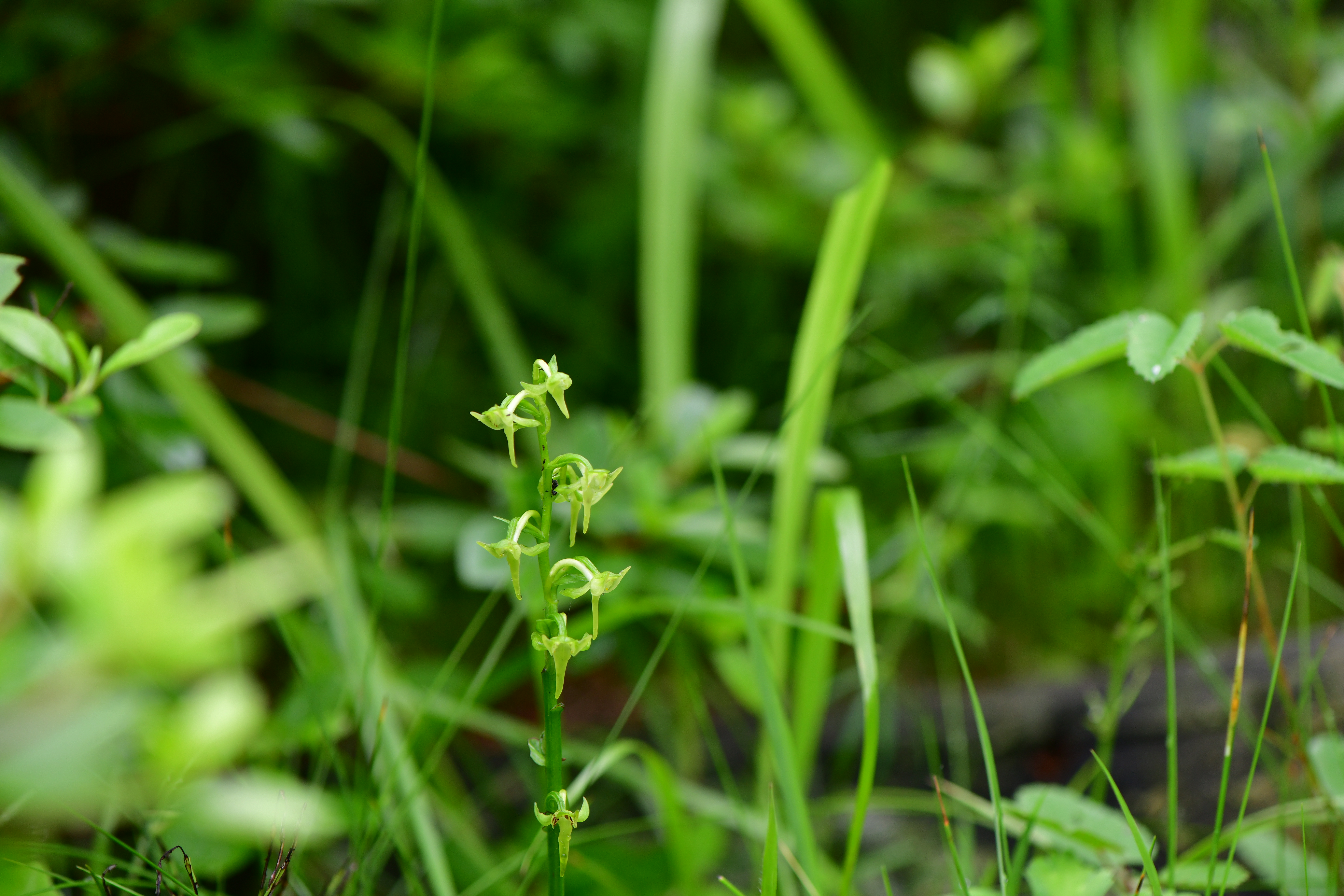 DSC_2087.JPG