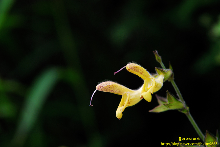 DSC_2893.jpg