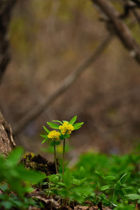 DSC_7448-1.jpg