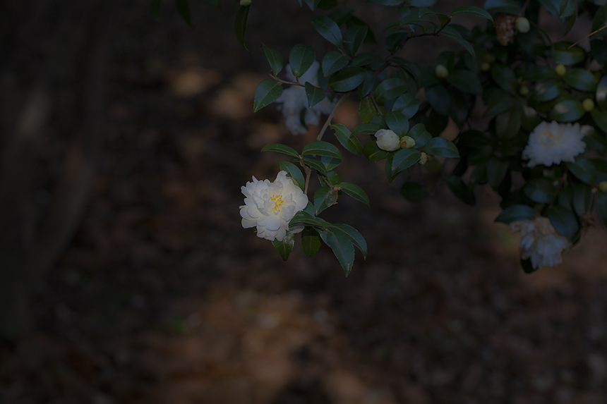 278W2658.jpg