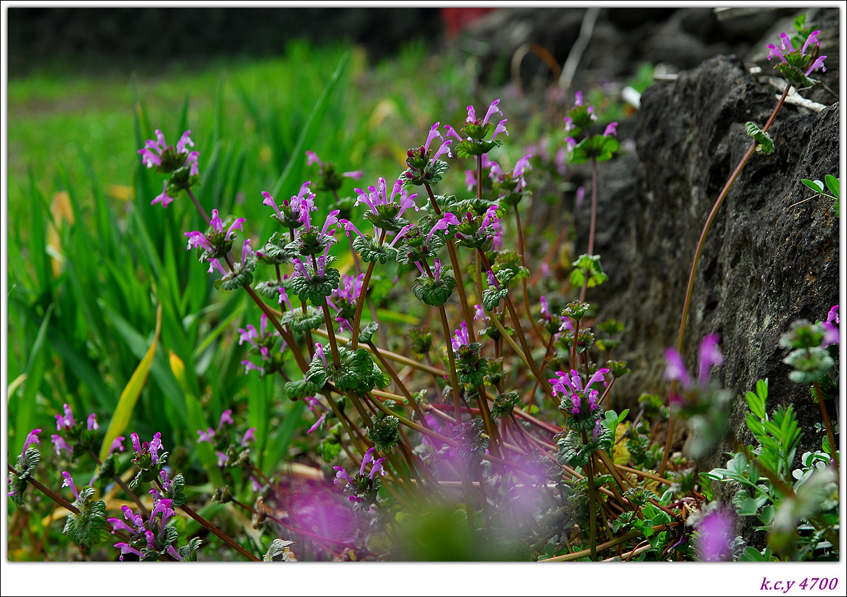DSC_3918.jpg