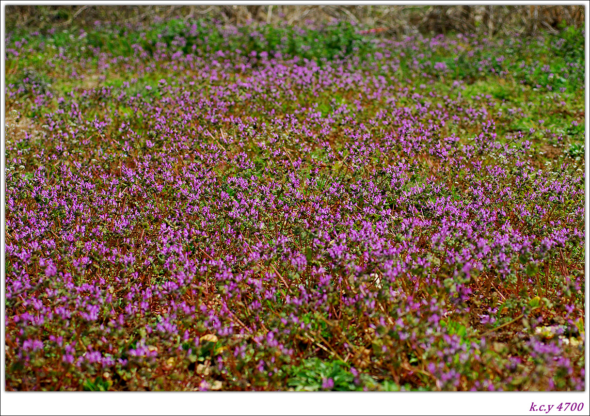 DSC_3906.jpg