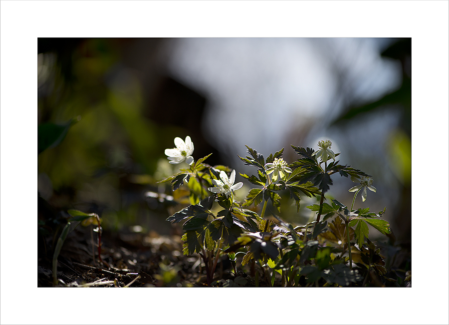 DSC_0358-1.jpg