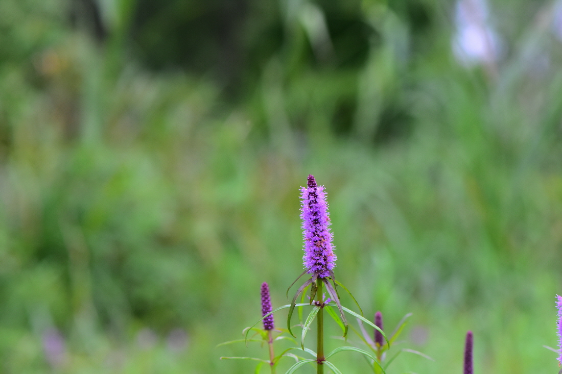 DSC_7708.JPG