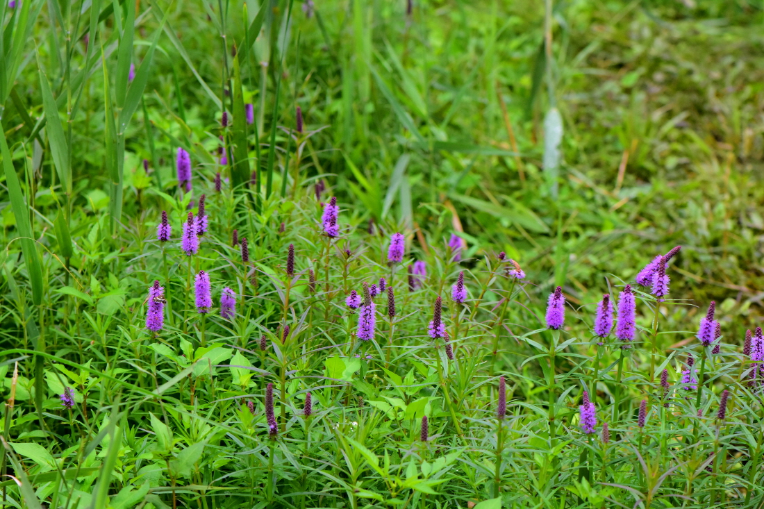 DSC_7780.JPG