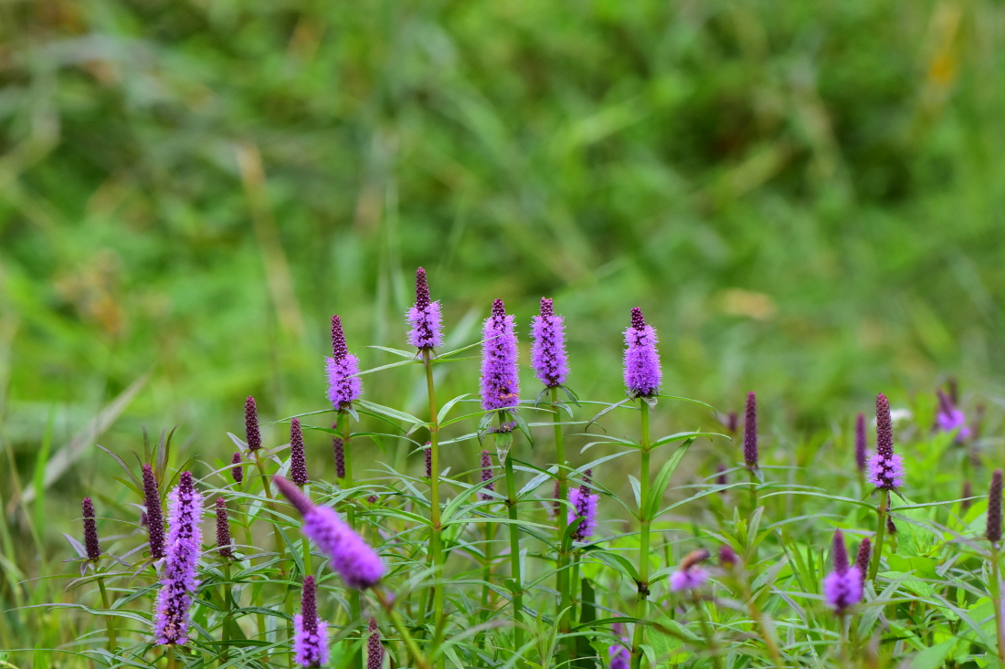 DSC_7729.JPG