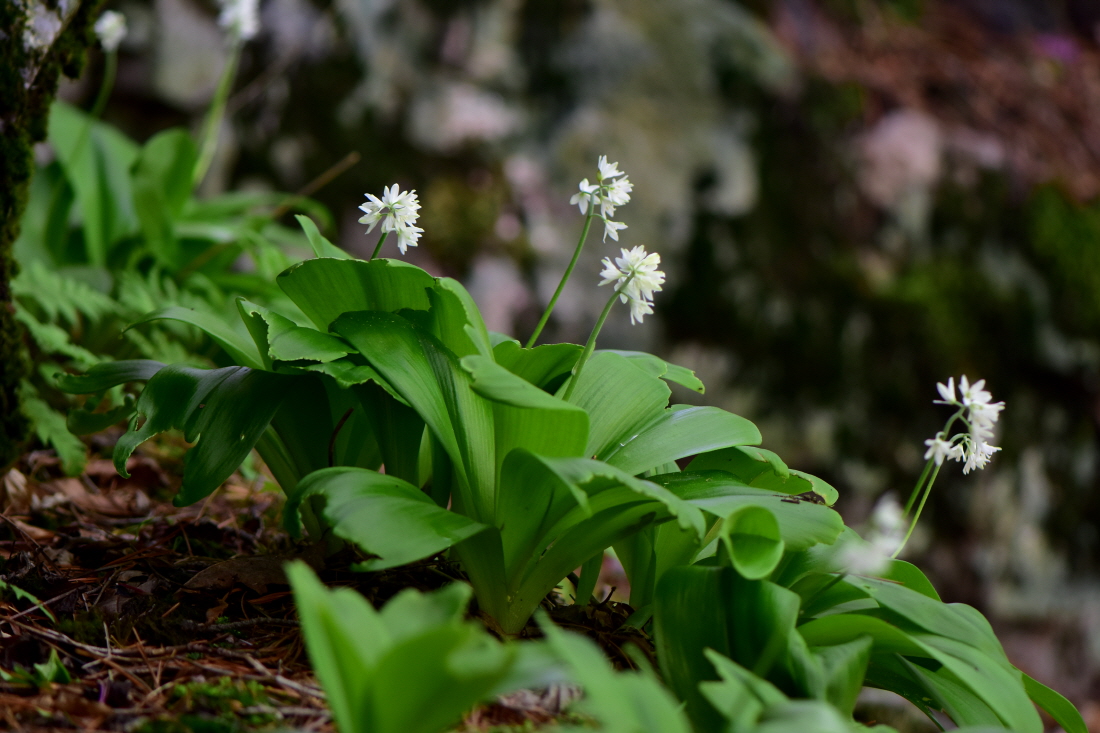 DSC_4240.JPG