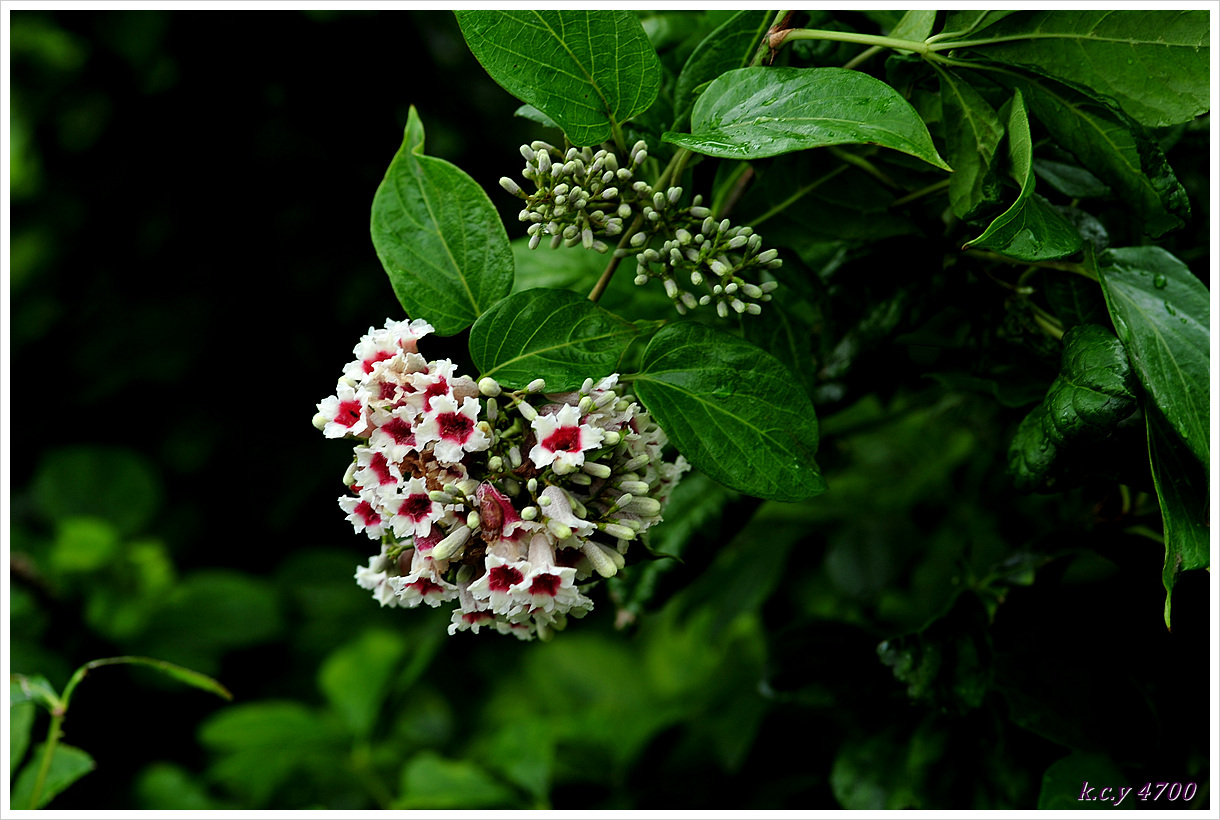 DSC_1611.jpg